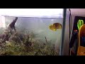 チョウチョウウオ給餌