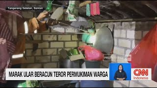 Marak Ular Beracun Teror Permukiman Warga