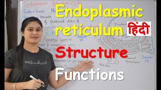 Endoplasmic reticulum in Hindi | Structure | Functions | Cell Organelles
