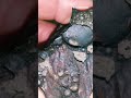 611.5ct Carbonado Black Diamond Meteorite/Flight Oriented