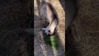 How to naturally deworm your goats!!! #faithfactorfarms #viralvideo #shorts