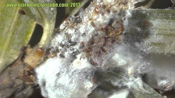 Hemlock Woolly Adelgids