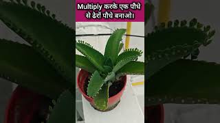 Multiply plants in july/ rainy season #youtubeshorts #trending #viral #houseplants #gardening #plant