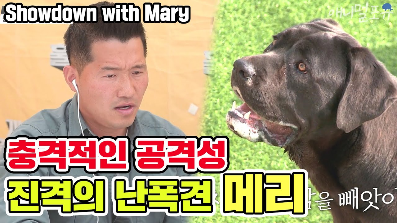 [ENG SUB] 개훌륭 공격성 TOP1 진격의 난폭견 '메리'를 제압하는 강형욱 [개는 훌륭하다] showdown with mary l Dogs are incredible