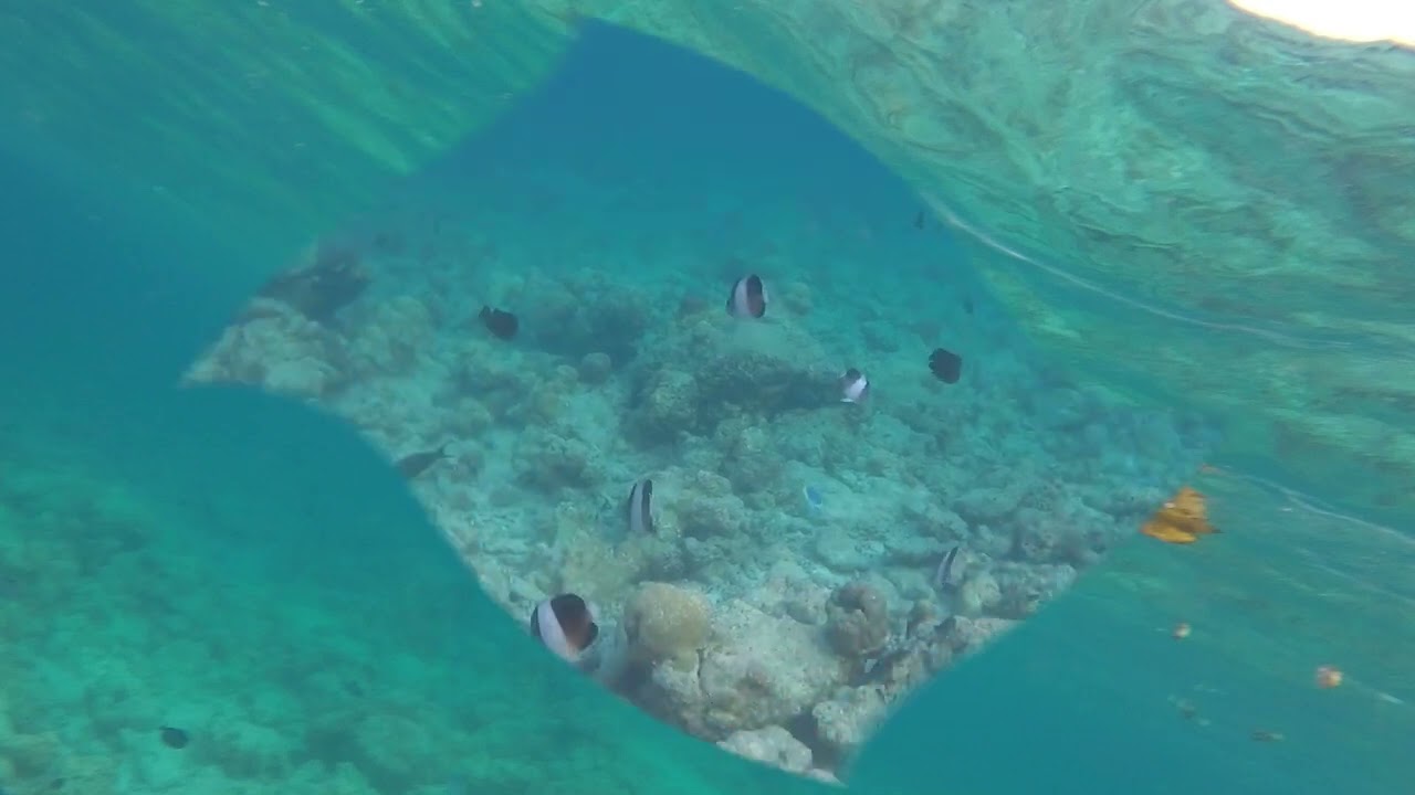 Isola di Kamadhoo Atollo di Baa Maldive Gennaio 2024