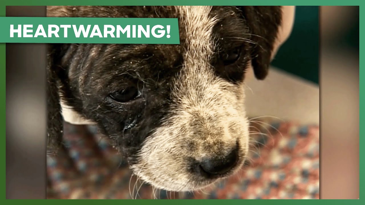 Puppies Left To Die In A Ditch Are Saved And Rehoused | Animal Cops: Houston