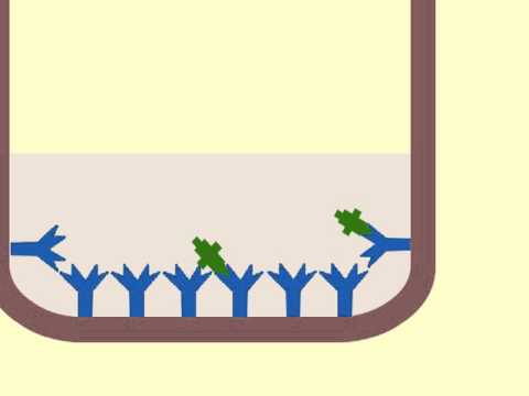 Enzyme immunoassay (EIA) to detect antigens - Multi-Lingual Captions