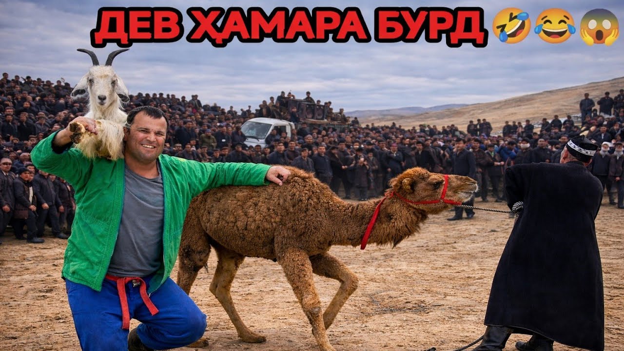 ГУШТИН 2026 / ДЕВ ПАЛВОН 2026 / ГУШТИНИ ШАХРИТУС 2026 - ОПА 🤣😂 / АЧОИБ ТВ ГУШТИНИ 2026