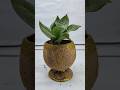 Coconut shell planter ideas art craft creative trending diy shortsyoutube creativity