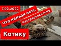 НЕ КОРМИТЕ КАСТРИРОВАННЫХ КОТОВ ЭТИМИ ПРОДУКТАМИ 7 ФЕВРАЛЯ 2022 ГОДА