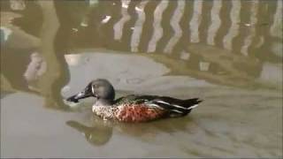Australian Shoveler