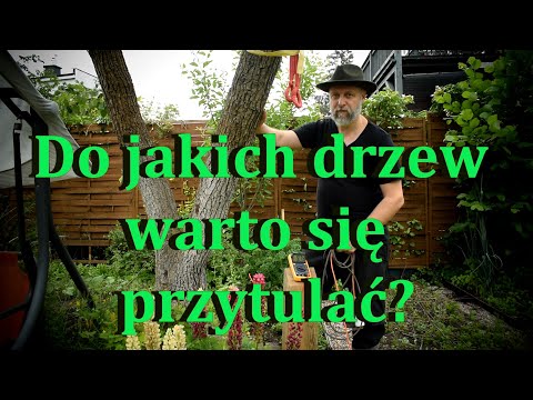 Wideo: Jak mogę stwierdzić, jaki rodzaj drzewa cedrowego mam?