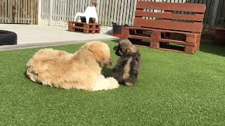 Lhasa Apso Puppy Playing With His New Baby Brother