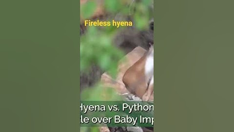 hyena v/s python fight over baby impala