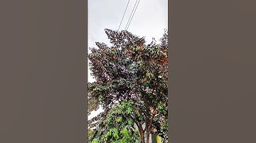 Vị Trí Trồng Cây Vú Sữa Tránh Xui Xẻo – 3 Lưu Ý Phong Thủy Cực Quan Trọng #caytrongnha #cayphongthuy