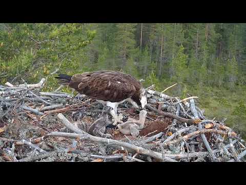 Video: Kimeerit Eivät Jaa - Vaihtoehtoinen Näkymä