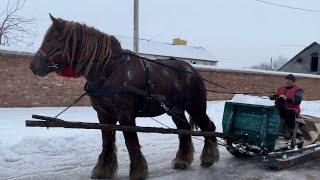 Коні Ваговози🐴Новий мешканець нашої конюшні,Жеребець Леслі💣💣💣,зимова поїзда саньми🛷🛷🛷🔥🔥🔥