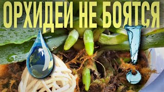 ОРХИДЕИ НЕ БОЯТСЯ ВОДЫ!💧 ДОЖДЬ, ДУШ, ОПРЫСКИВАНИЕ ДЛЯ ОРХИДЕЙ! ОПЫТ СКЕПТИКА! НЕ ДЛЯ ВОДОБОЯЗНЕННЫХ!