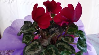 الإعتناء بنبتة السيكلما - Cyclamen - كثيرة الإزهار