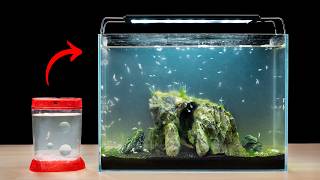 How To Transfer Your Sea-Monkeys Into A Larger Aquarium