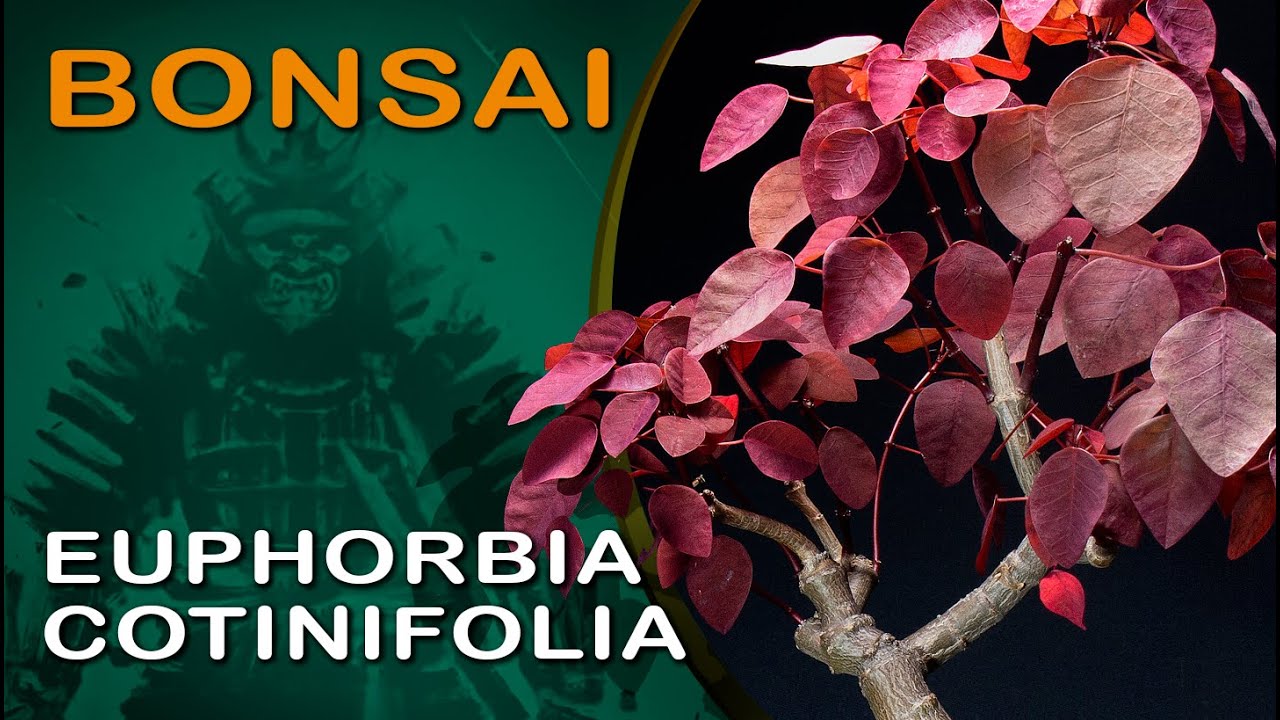 Бонсай - Euphorbia cotinifolia: Бонсай SP