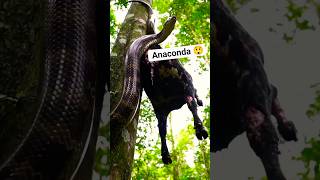 The Anaconda hunted the buffalo. 😲😲,  #shorts #anaconda #snake