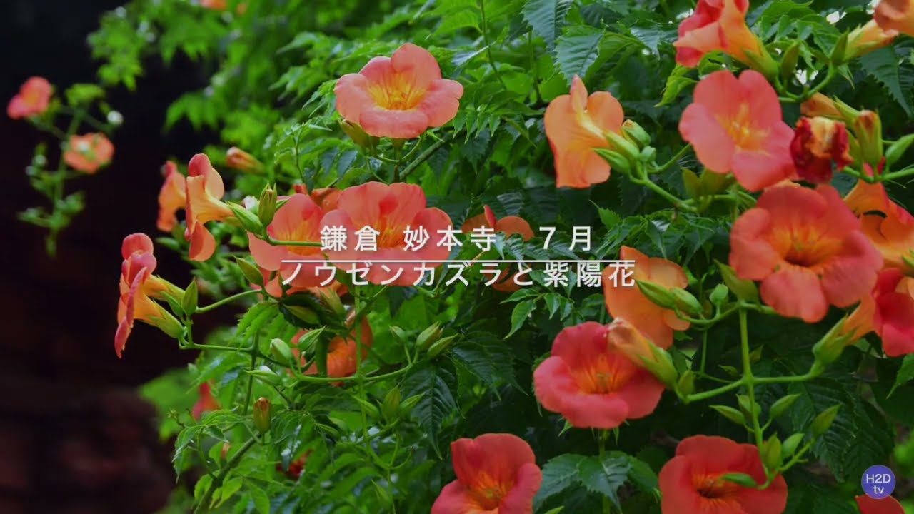 鎌倉 妙本寺 7月 ノウゼンカズラと紫陽花 Youtube