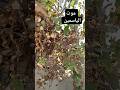 لماذا مات نبات الياسمين 