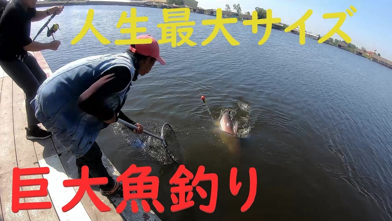 巨大魚を釣る 巨大魚釣り堀でメコンオオナマズ タイ旅行その２ Youtube
