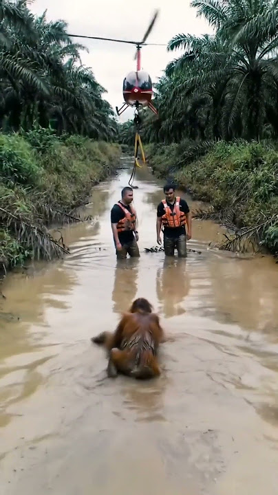 Orangutan Rescue from DangerEvakuasi Orangutan dari Situasi Berbahaya