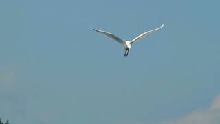 Silberreiher fliegen in Zeitlupe (10x slow motion)