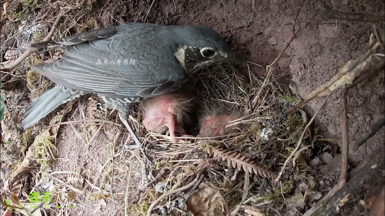 The cuckoo bird pushed two small birds out of the nest杜鹃鸟把2只小鸟推出窝外，鸟妈妈