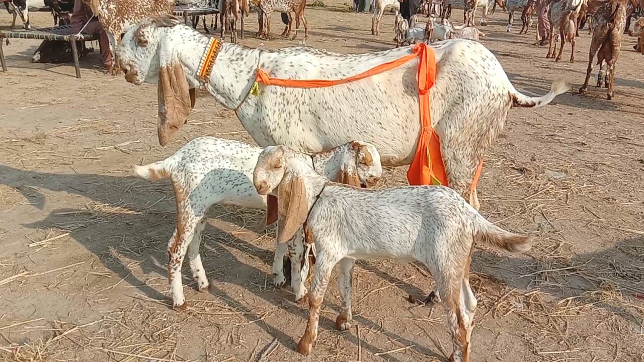Madrasa bakra Mandi 2026 l makhi cheeni bacche wali bakriyan l Ajmal TV Hasilpur 