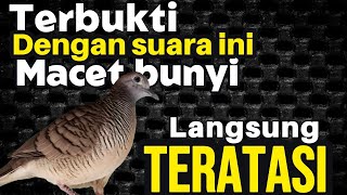 Pancingan Perkutut Lokal Gacor Suara Besar,Suaranya Bikin Perkutut Macet Langsung Ikutan Bunyi