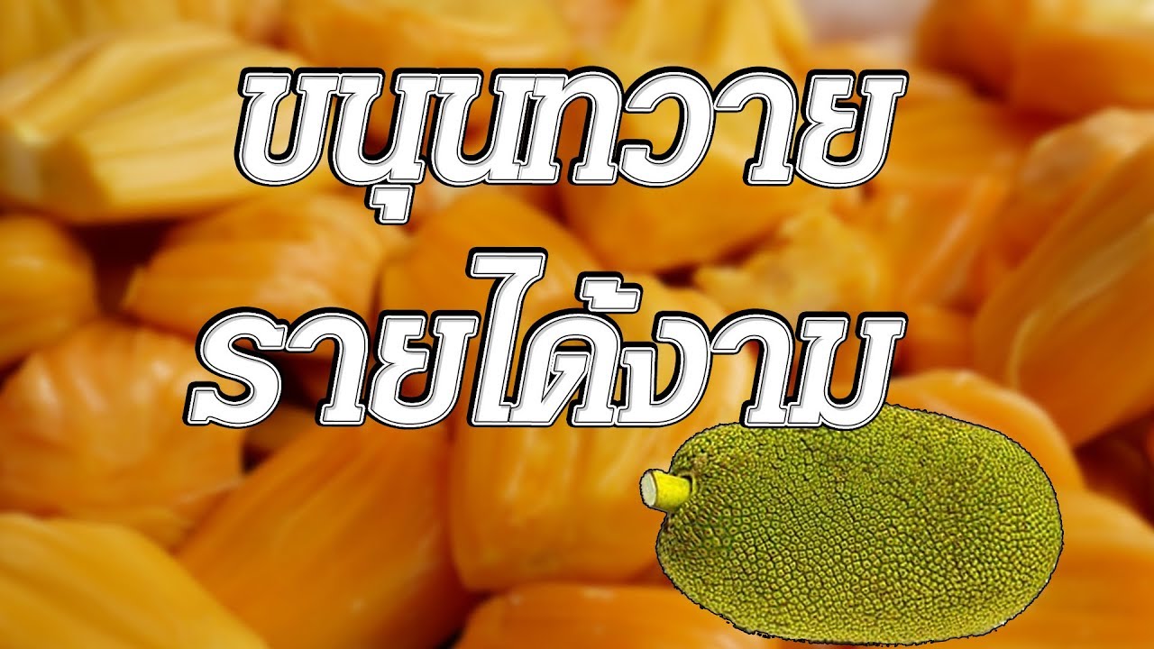 ทำขนุนทวาย...รายได้งาม