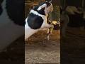 funny goat #funny_goat #goat #goat_baby #animals #qurbani