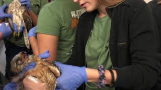 The Importance of Chemistry in the Veterinary Field- oxyGEN application screenshot 5