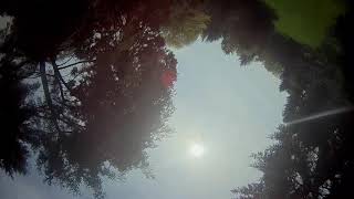 Dancing with the trees