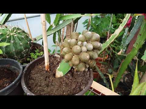 Video: Ülkedeki Egzotik Bitkiler