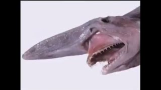 shitpost status 25