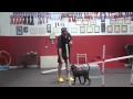 Training Your New Puppy or Dog - How to Train Puppies - Puppy Training Day 1 | SitMeansSit.com Training Your New Puppy or Dog - How to Train Puppies - Puppy Training Day 1 | SitMeansSit.com