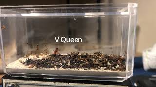 Download Lagu Wild Collected Big Headed Ants (Pheidole) MP3
