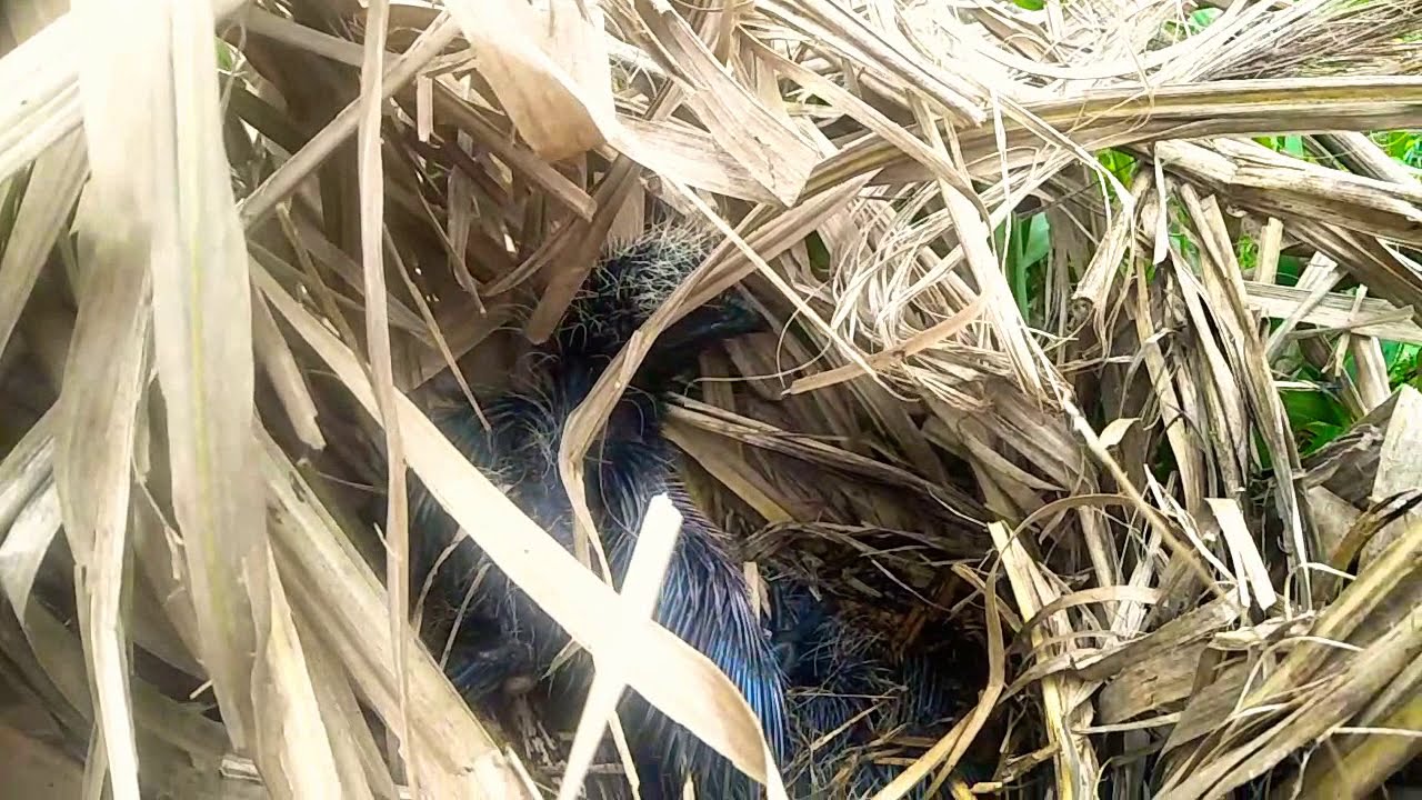 Anak Burung Bubut Youtube