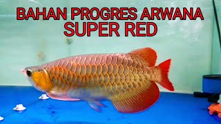 ARWANA SUPER RED ANAKAN               ( bahan progres )
