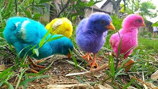 Cute Chickens, Colorful Chickens, Rainbow Chicken, Rabbits, Cute Cats, Ducks, Animals Cute