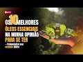 🔴 LIVE - Os 10 melhores óleos essenciais na minha opinião para se ter.