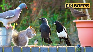 Cat TV 24/7  Garden Birds & Squirrels for Cats to Watch  Bird Videos for Cats & Dogs