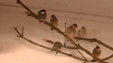 Java Sparrow Family