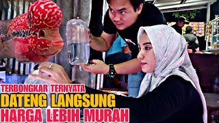 TERBONGKAR !!! TERNYATA DATENG LANGSUNG HARGA LEBIH MURAH || UPDATE HARGA IKAN LOUHAN DI JATINEGARA