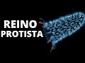 🔬¿Qué es el REINO PROTISTA? Definición, características, ejemplos, clasificación🦠